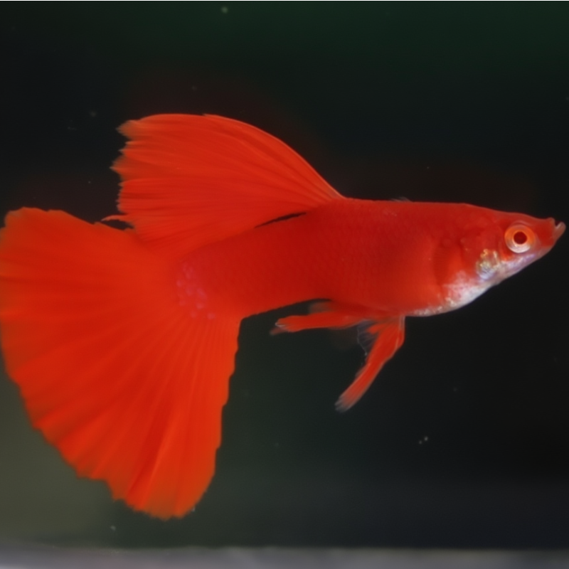 albino full red