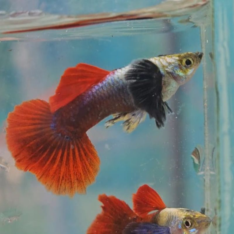 Half Moon Platinum Red Tail  Big Ear