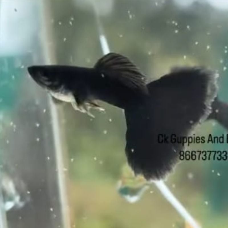 Full Black Guppy
