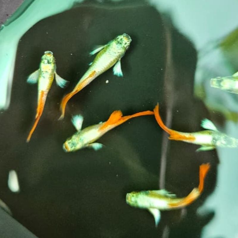 Santa Claus New Linage