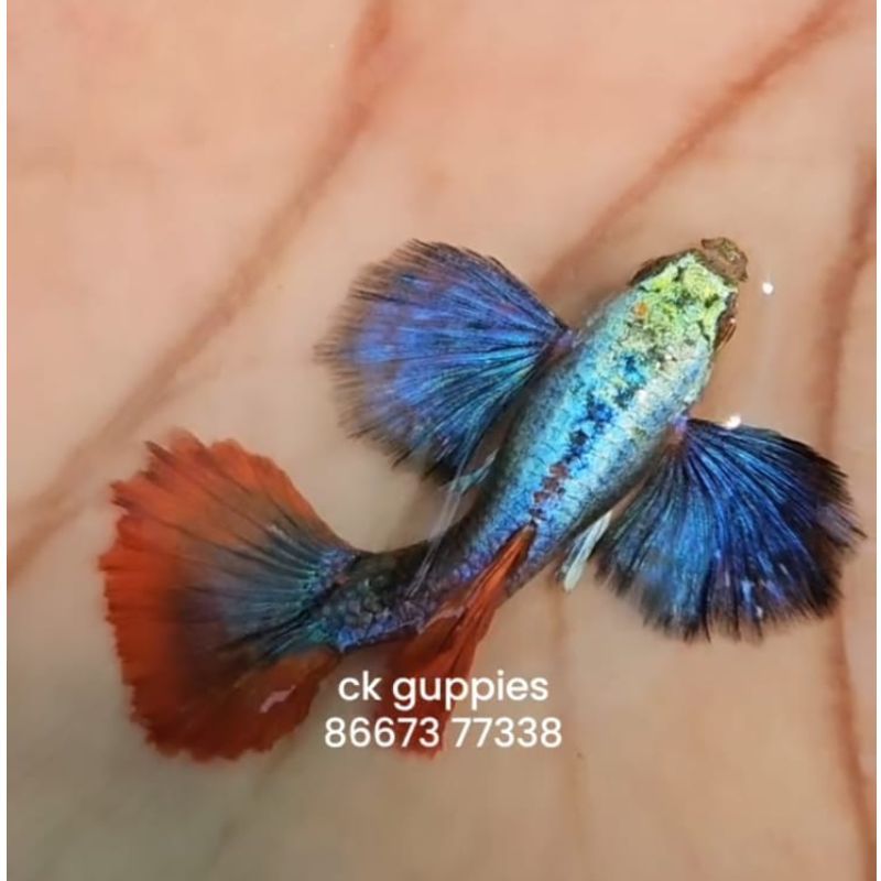 Half Moon Platinum Red Tail  Big Ear