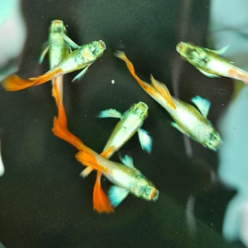 Santa Claus New Linage