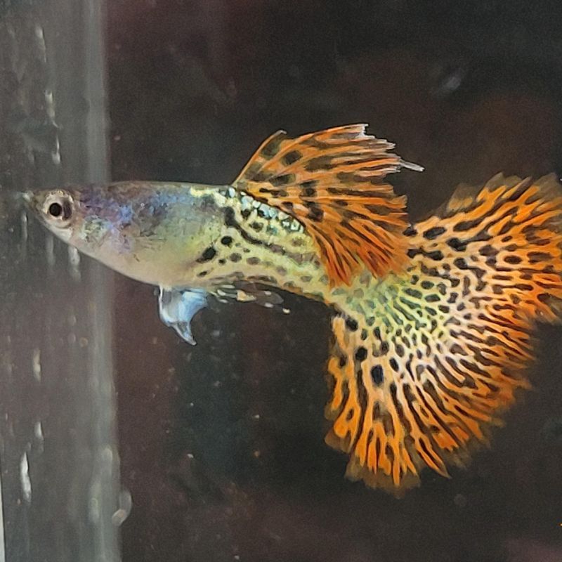 Mettal Red Rose Tail