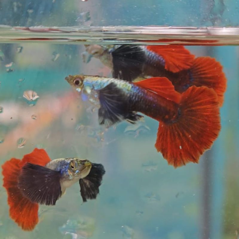 Half Moon Platinum Red Tail  Big Ear