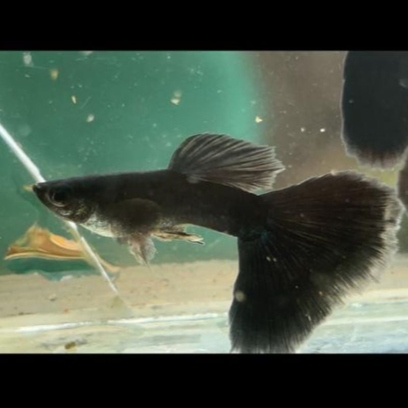 Full Black Guppy