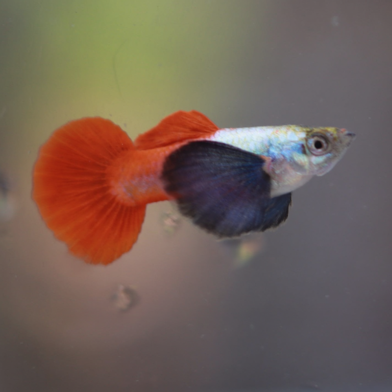 Platinum red tail big ear