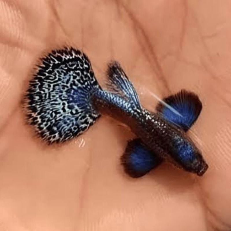 Purple Berry Dragon Big Ear