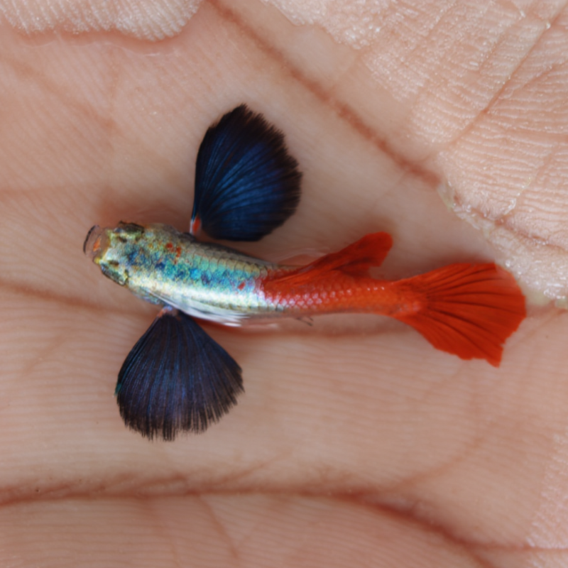 Platinum red tail big ear