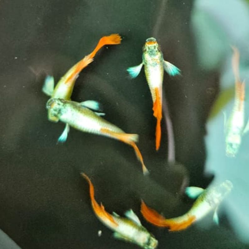 Santa Claus New Linage