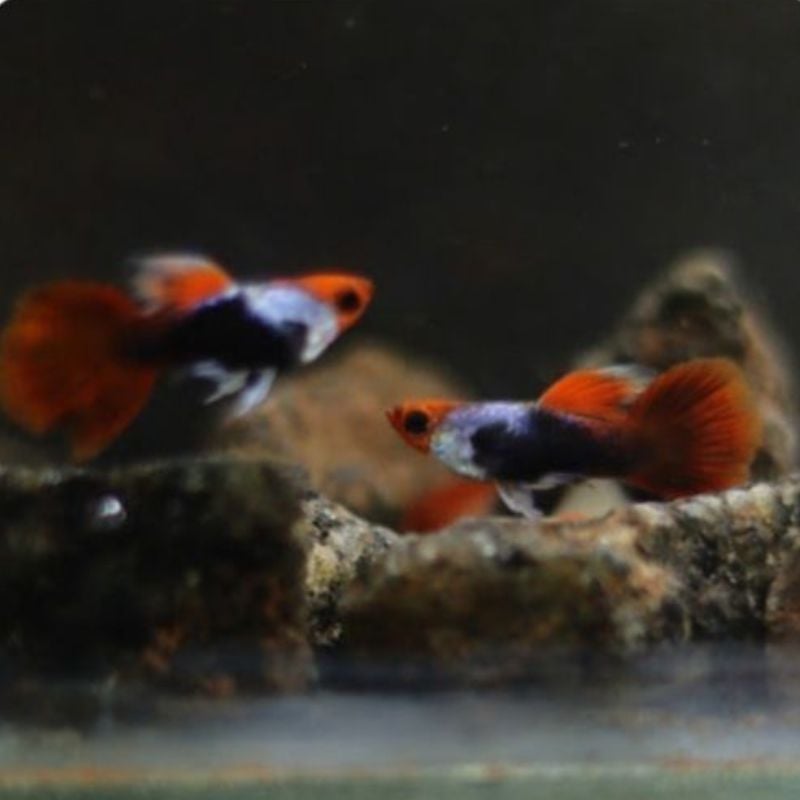 Silverado Texido Koi