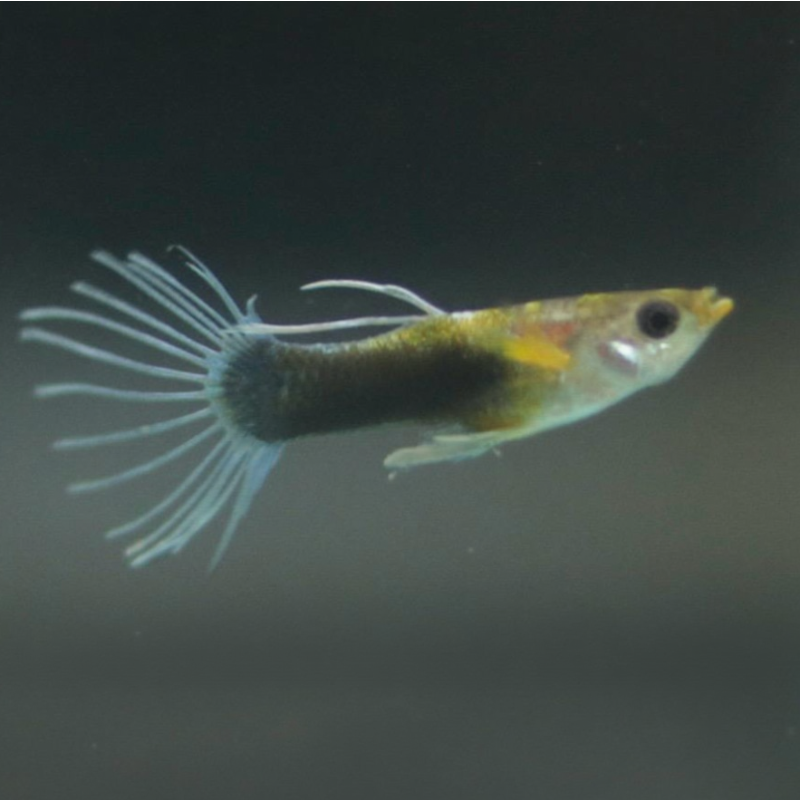 White Texido Crown Tail