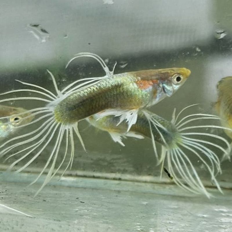 White Texido Crown Tail