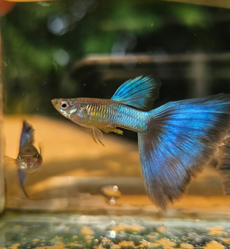 Japan Blue Tail