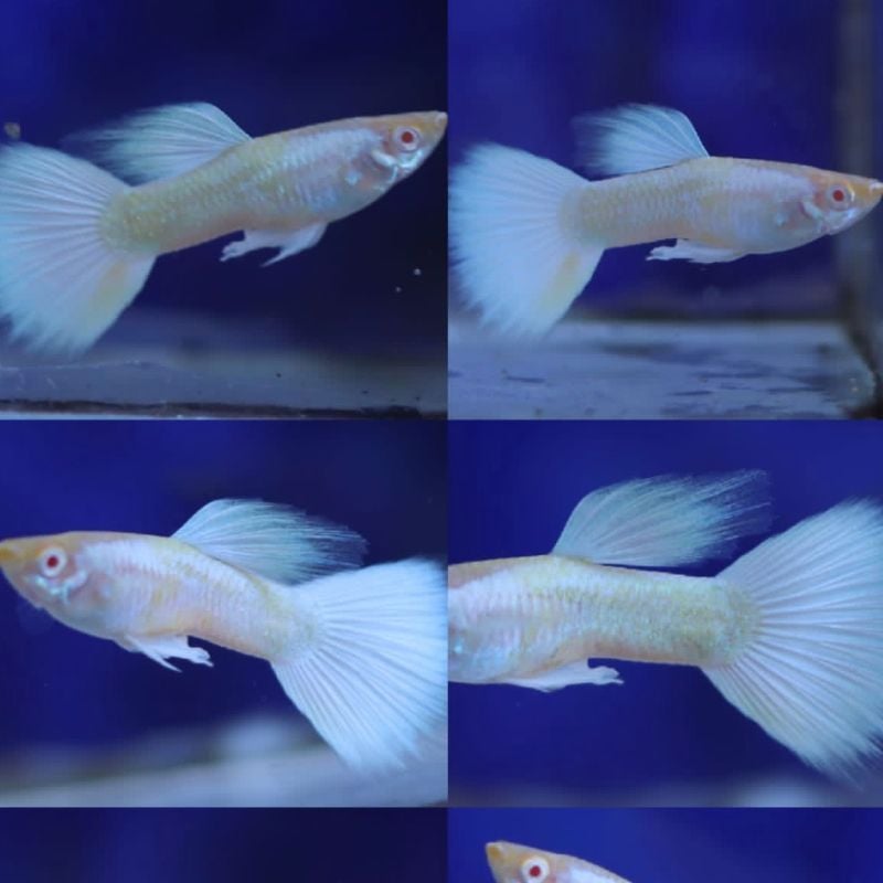 Platinum White Guppy