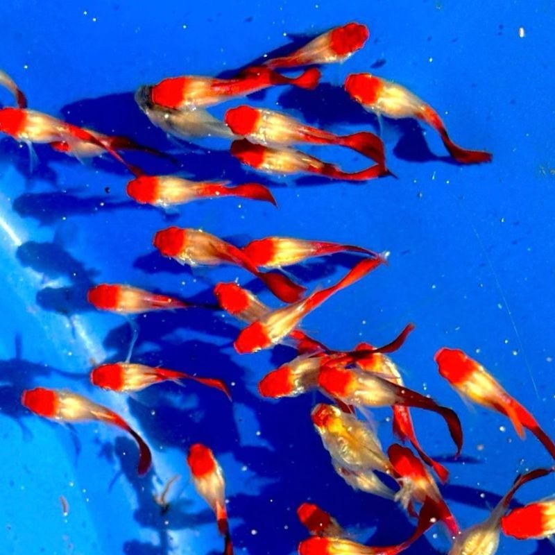 Blonde Koi Short Body