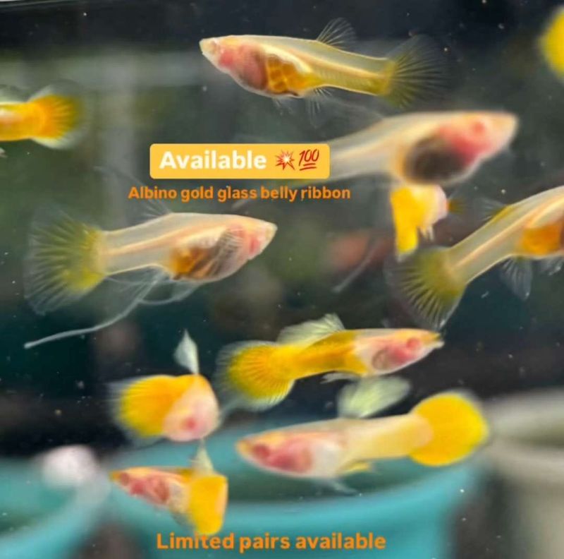 Albino Gold Glas Belly