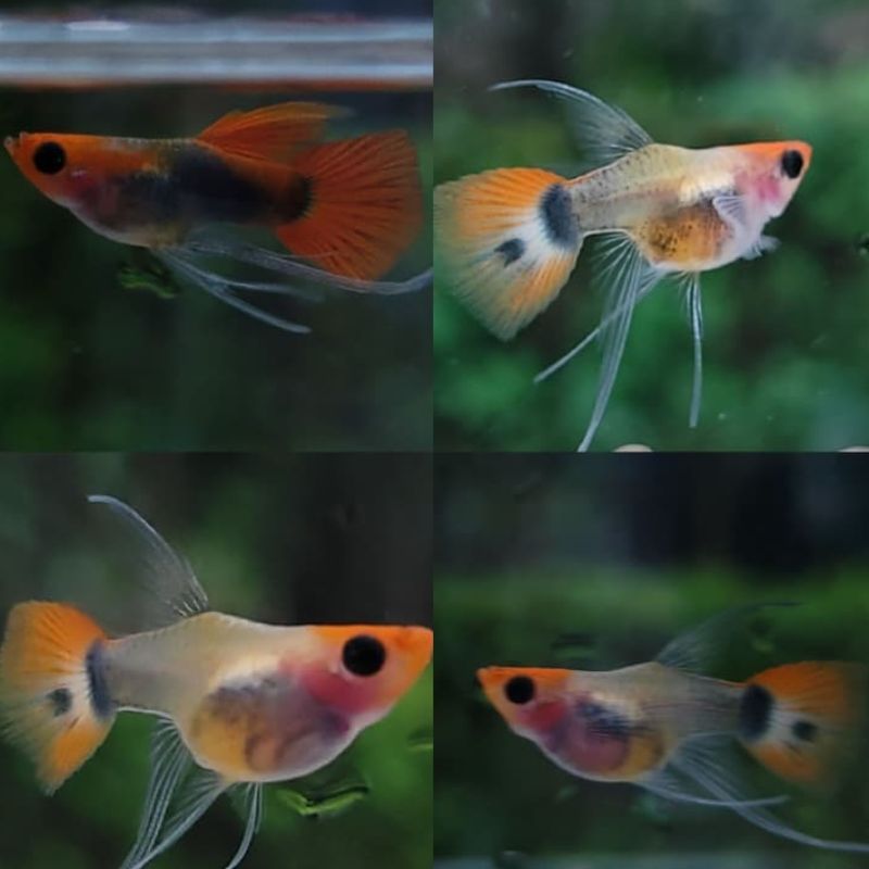 Texido Koi Glass Belly Short Body(non Ribbon)