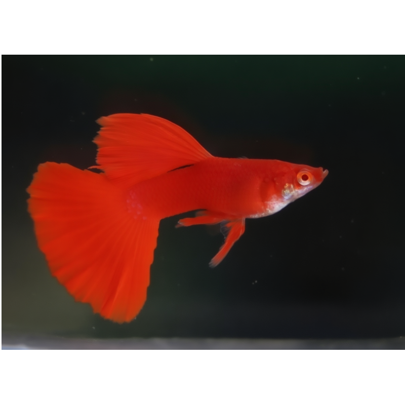 albino full red