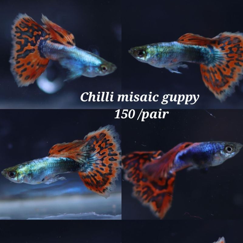 Chilli Mosaic Guppy