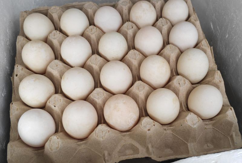 DUCK EGGS TRAY ( 20 PCS )