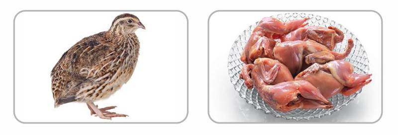 Fresh Frozen Quail Meat = 12.00 ( 4 pcs )