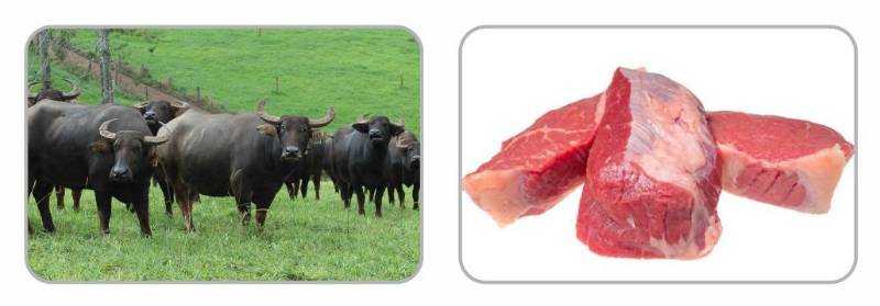 Fresh Frozen Buffalo Brisket  - Kg 10.00