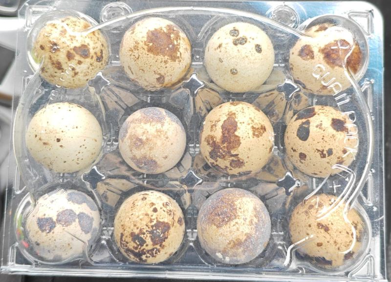 QUIL EGG TRAY ( 12 pcs)