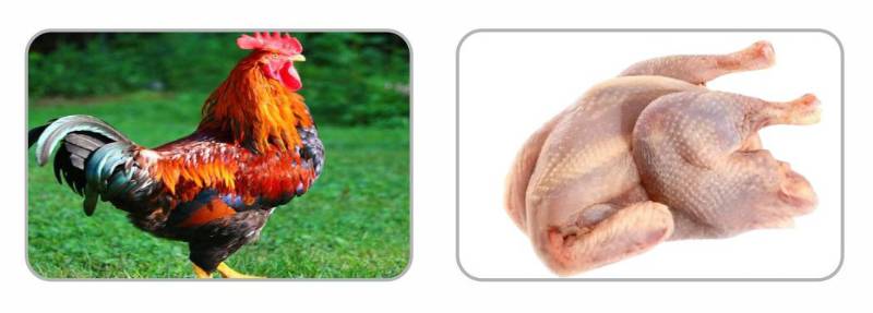 Fresh Frozen Hard Chicken Per PC 5.75 (Approx . 1.2 Kg / Per PC )