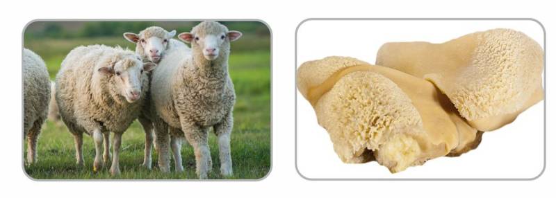Fresh Frozen  Lamp Tripe ( Botti ) Cleaned Kg 7.50