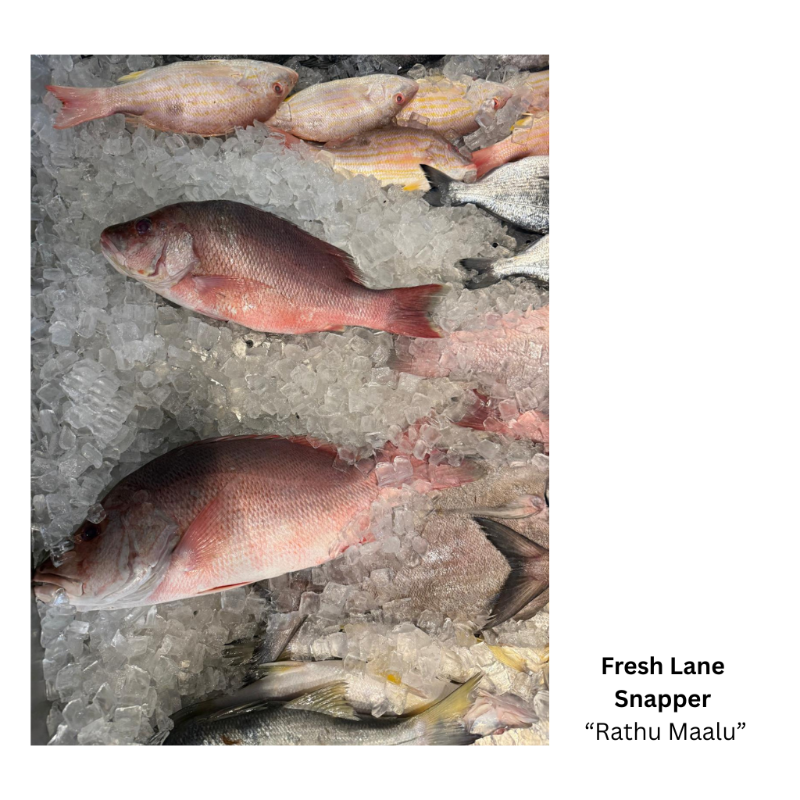Fresh Lane Snapper  (Steak Cut)