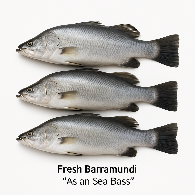 Fresh Barramundi  ‘Asian Sea Bass’ (Whole Fish)