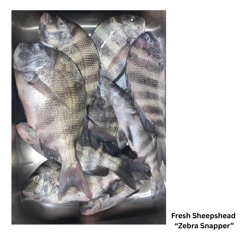 Fresh Sheepshead  'Zebra Snapper' (Steak Cut)