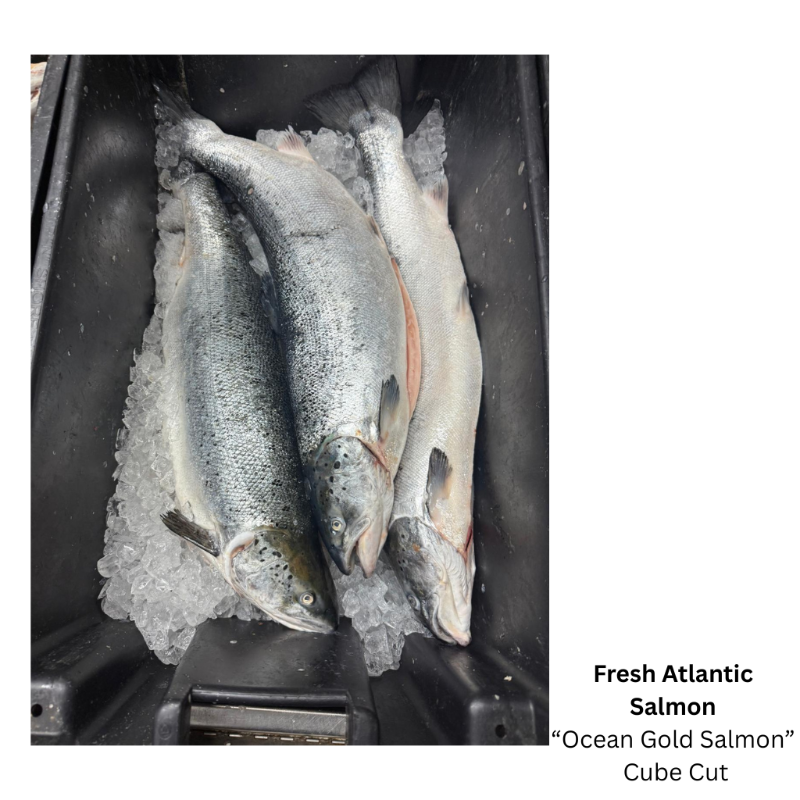 Fresh Atlantic Salmon  'Ocean Gold Salmon' (Stake cut)