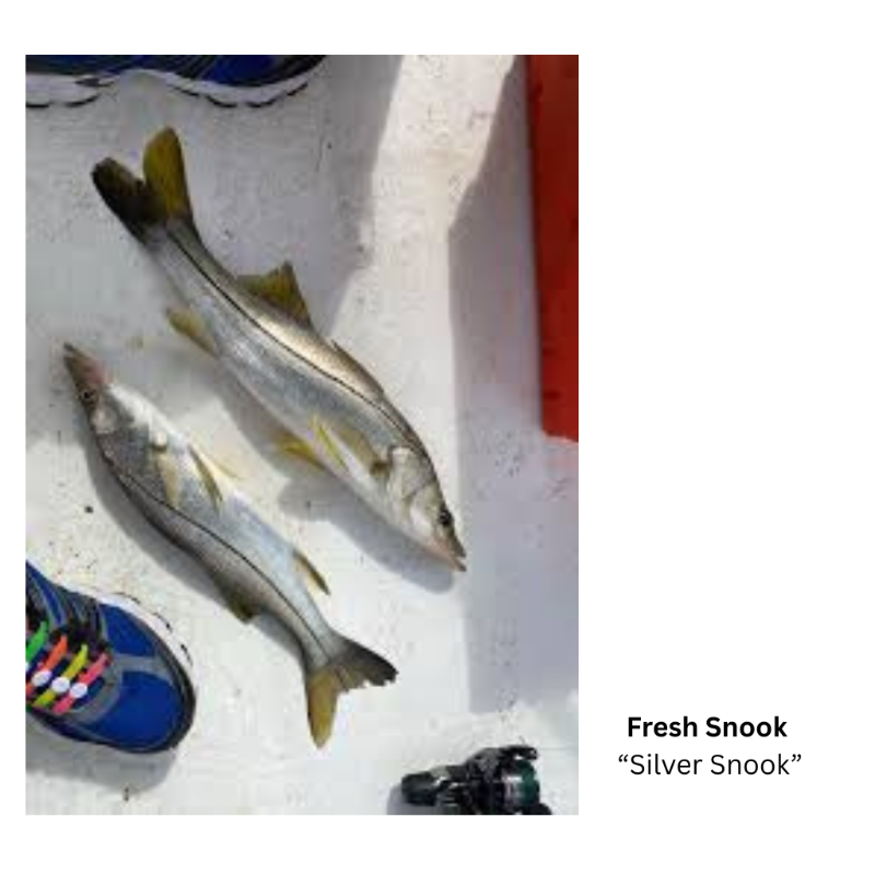 Fresh Snook  'Silver Snook' (Steak Cut)