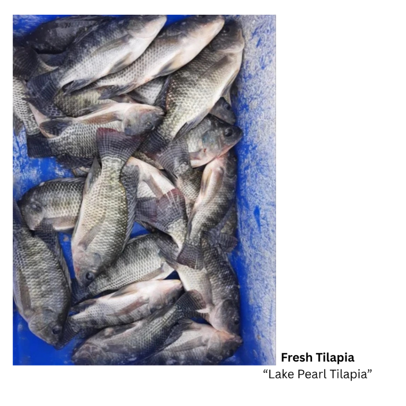 Fresh Tilapia  'Lake Pearl Tilapia' (Steak Cut)