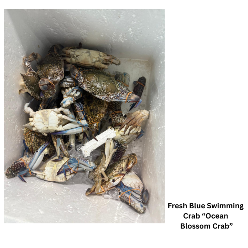 Fresh Blue Swimming Crab  'Ocean Blossom Crab'
