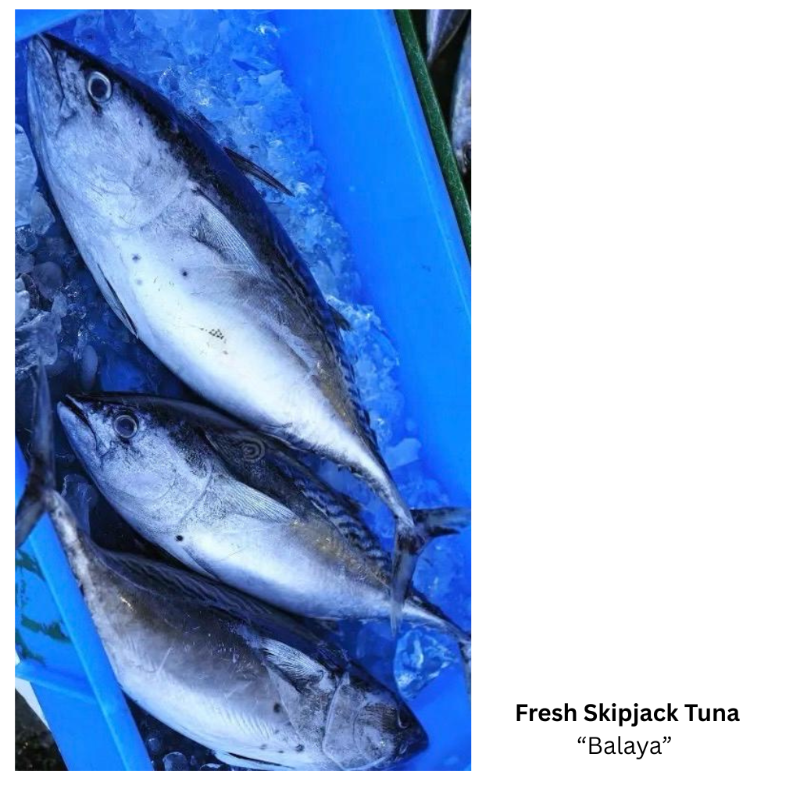 Fresh Tuna Skipjack  (Steak Cut)