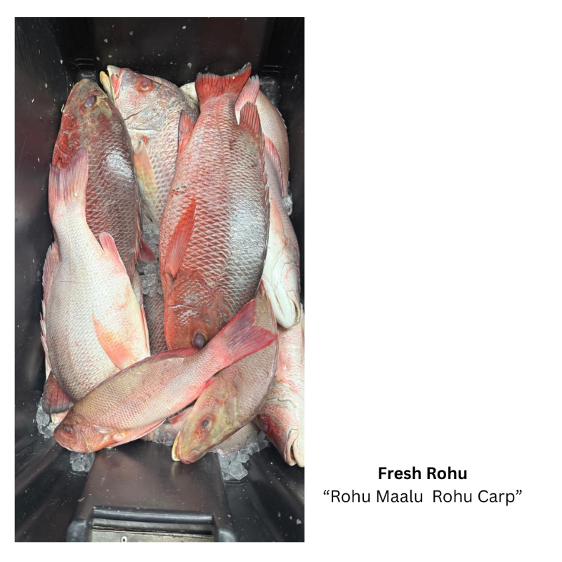 Fresh Rohu  'Rohu Carp' (Steak Cut)