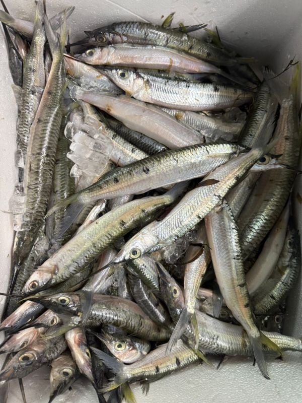 Fresh Needlefish “Long Jaw”-Whole Fish