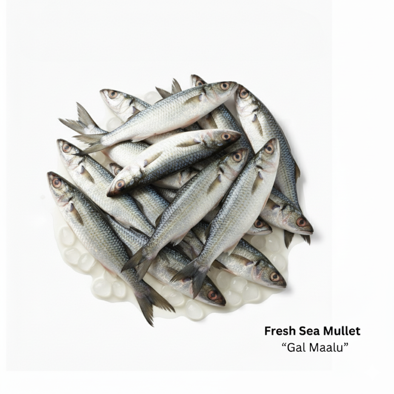 Fresh Sea Mullet  (Whole Fish)