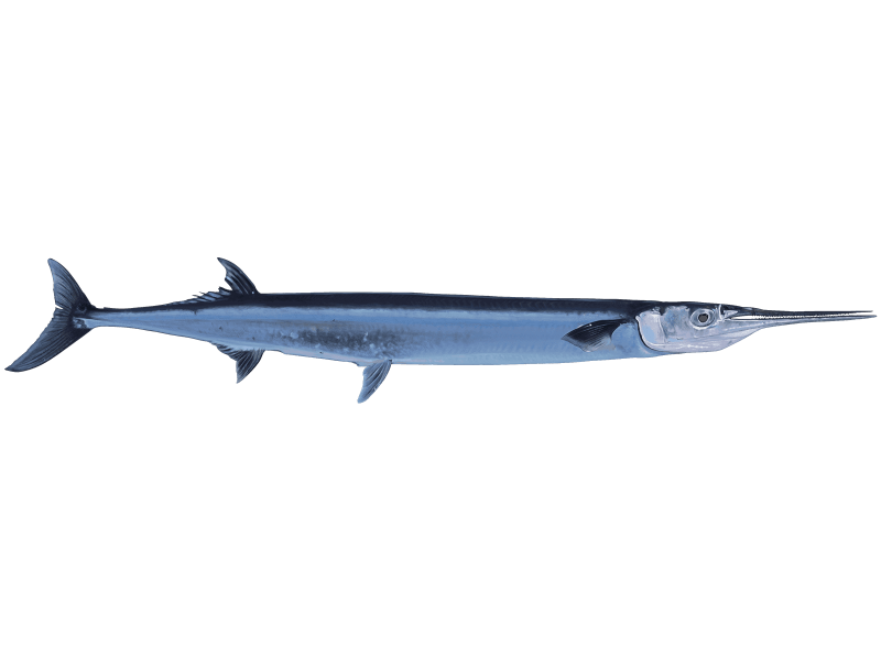 Fresh Needlefish “Long Jaw”-Whole Fish