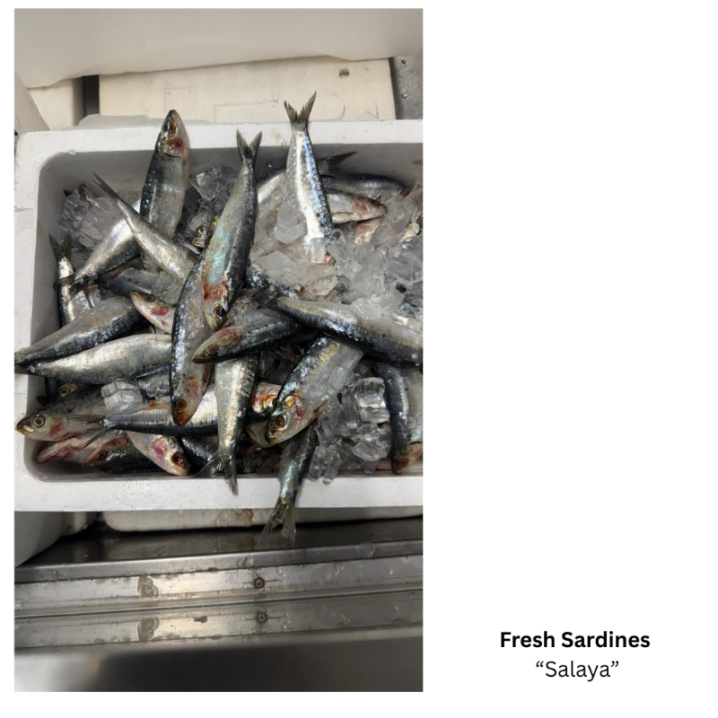 Fresh Sardines -Whole Fish