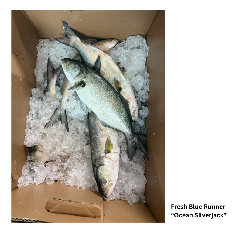 Fresh Blue Runner  'Ocean Silverjack' (Steak Cut)