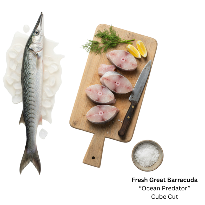 Fresh Great Barracuda  'Ocean Predator' (Steak Cut)