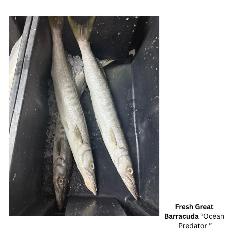 Fresh Great Barracuda  'Ocean Predator' (Steak Cut)