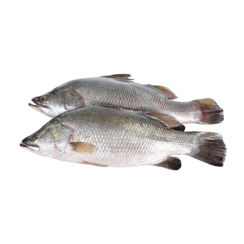 Fresh Barramundi  ‘Asian Sea Bass’ (Whole Fish)