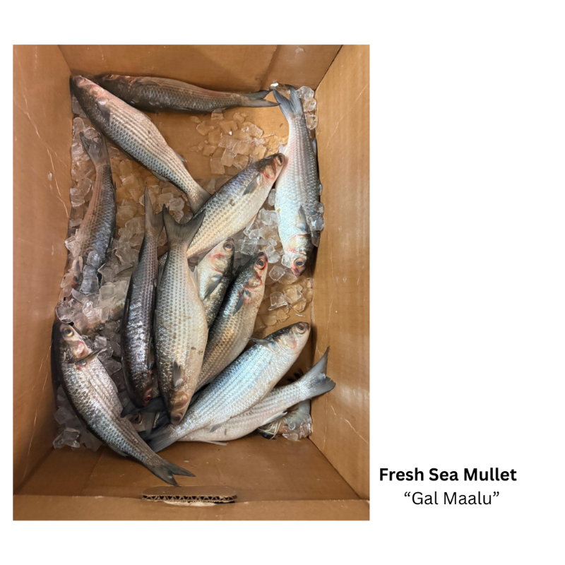 Fresh Sea Mullet  (Whole Fish)
