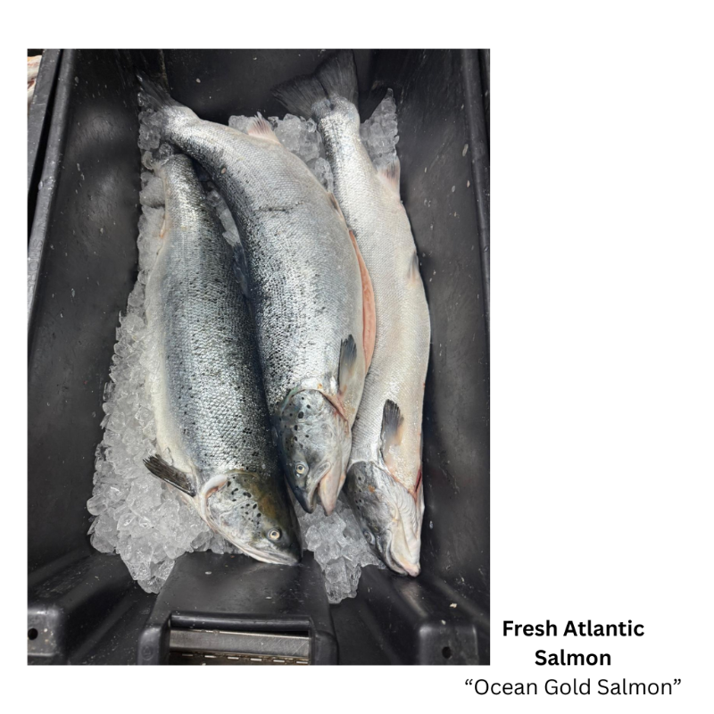 Fresh Atlantic Salmon  'Ocean Gold Salmon' (Steak Cut)