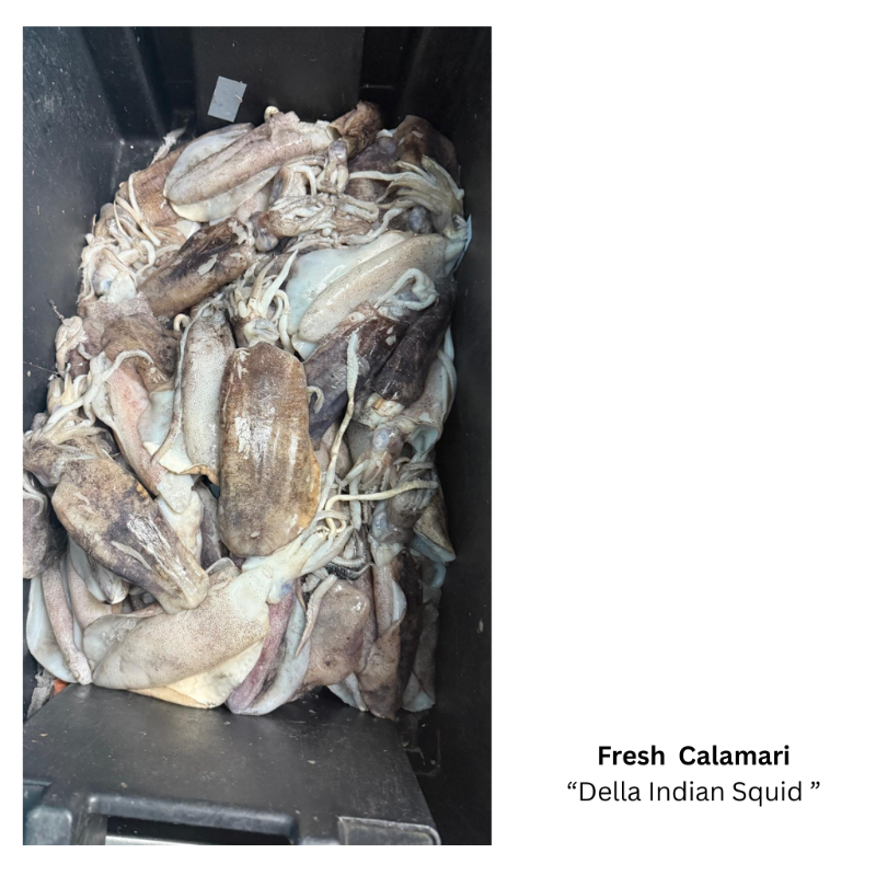 Fresh Calamari  'Squid'-Whole Fish