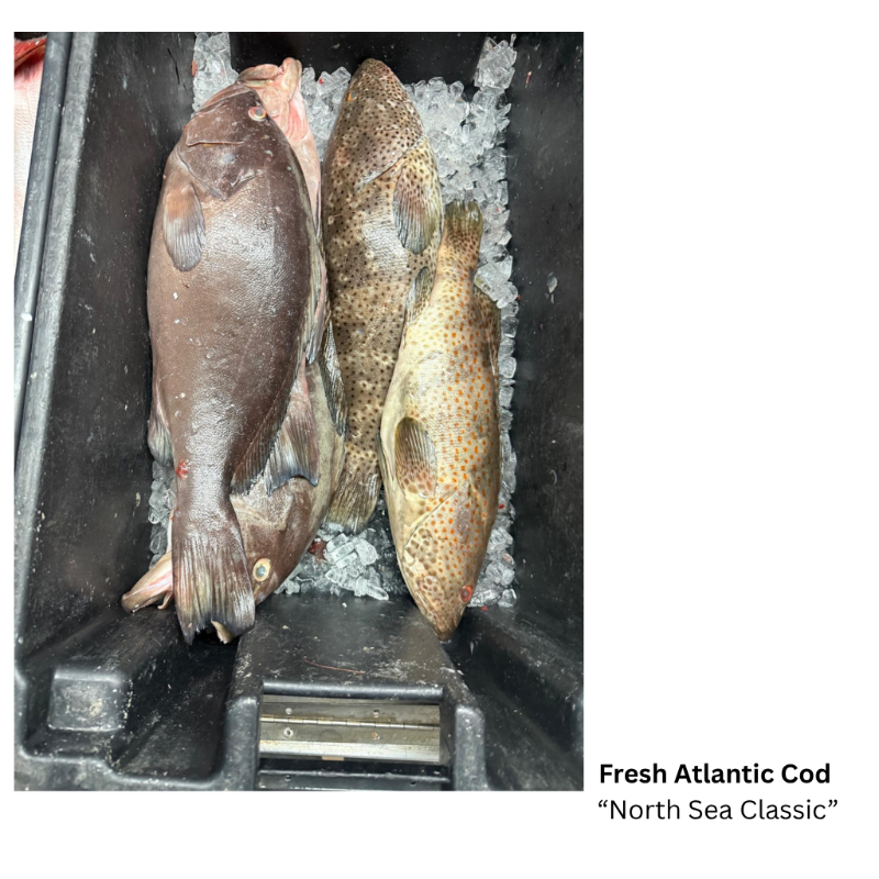 Fresh Atlantic Cod  'North Sea Classic' (Whole Fish)